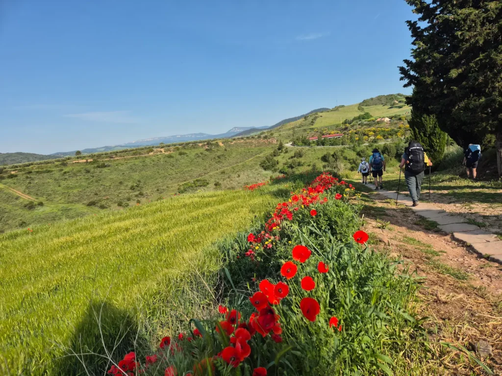 Camino de Santiago pilgrims walking through a grassfield beside poppies