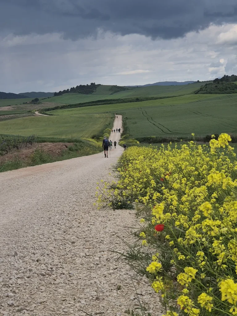 Camino de Santiago path in a grassfield in Navarra