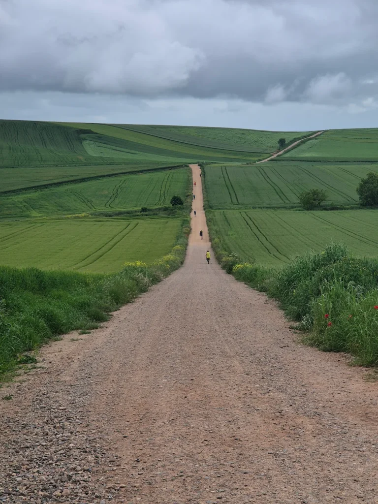 A gravel road through a wheat field in Spain