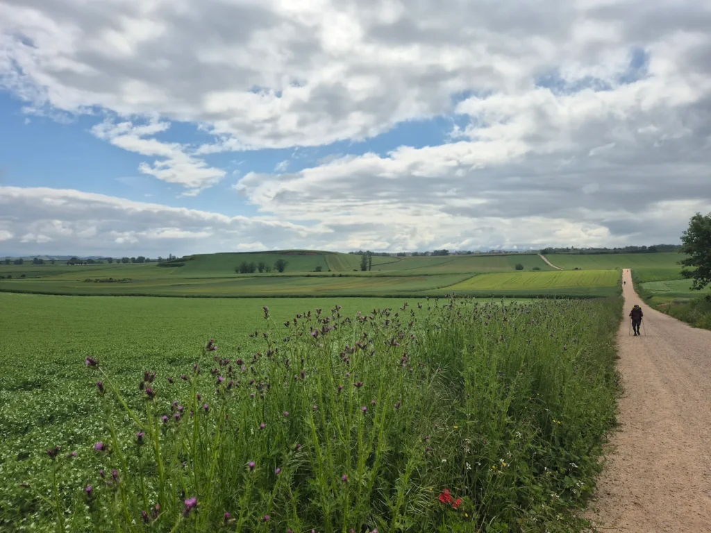 Camino de Santiago path in a open grassfield in La Rioja
