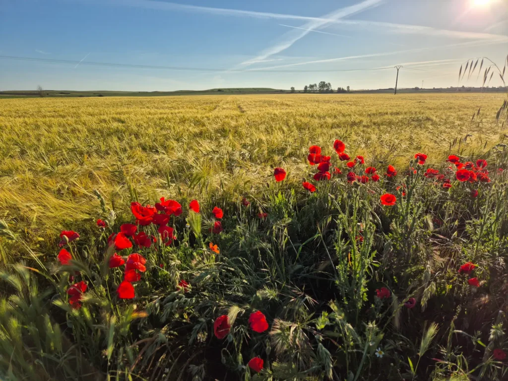 Wheatfield and poppy flowers in the morning sun in Castilla y Leon