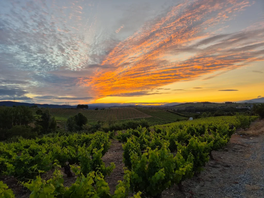 Sunrise over a vineyard in Castilla y Leon
