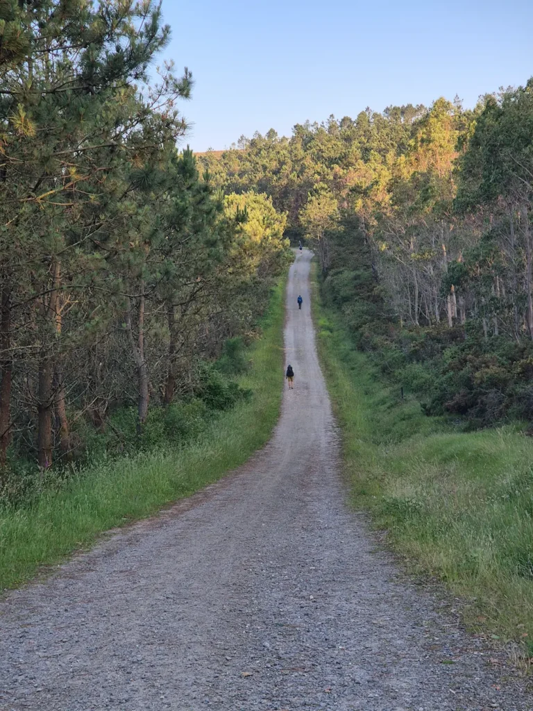 Camino de Santiago path in woodlands in Galicia