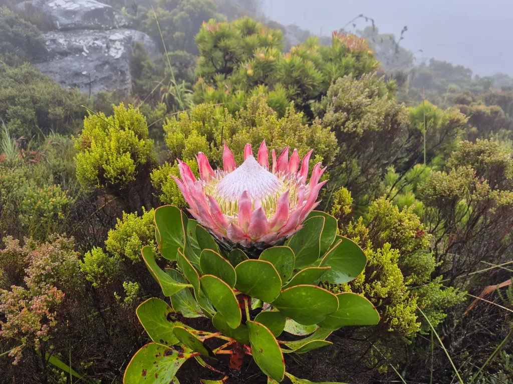 King Protea in Table Mountain