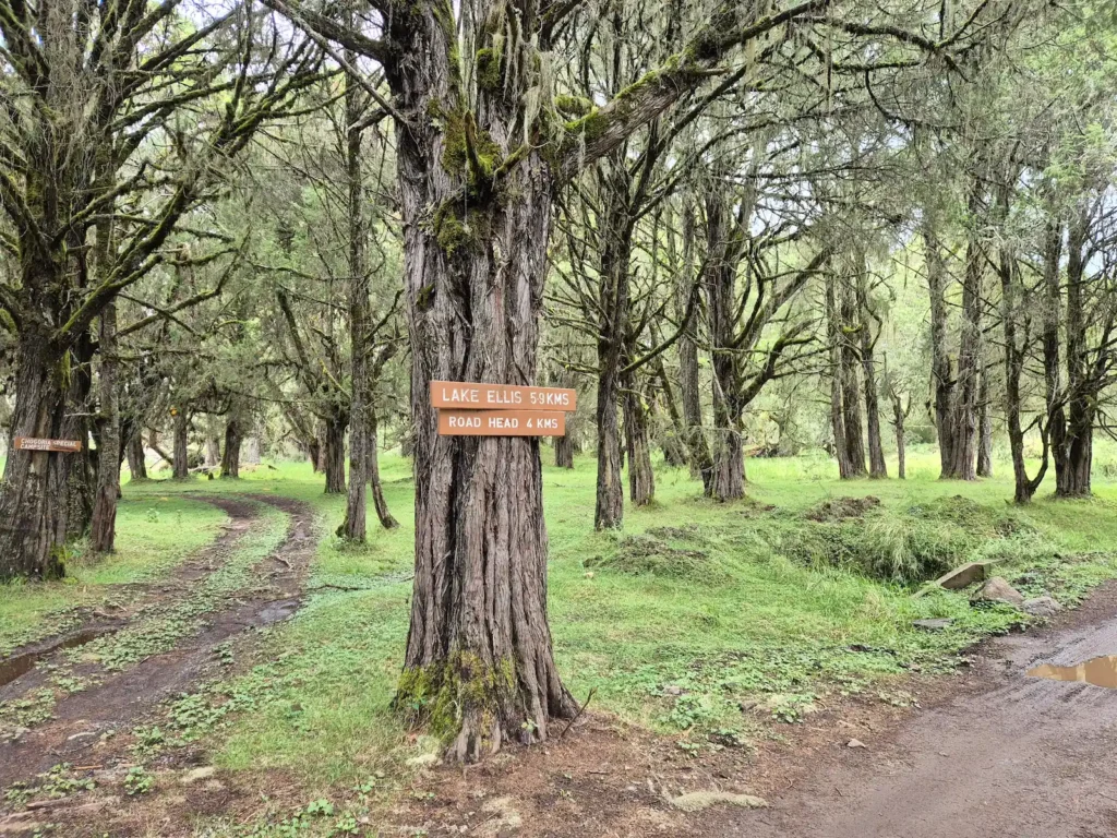Jeep track to Lake Ellis on the Chogoria route on Mount Kenya