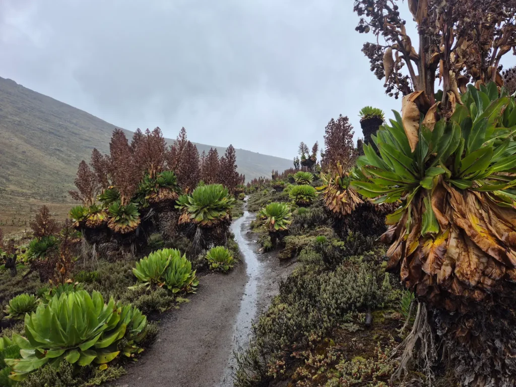Mackinder Valley on Mount Kenya