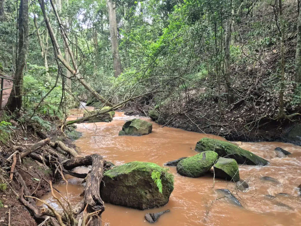 A river in Karura Forest