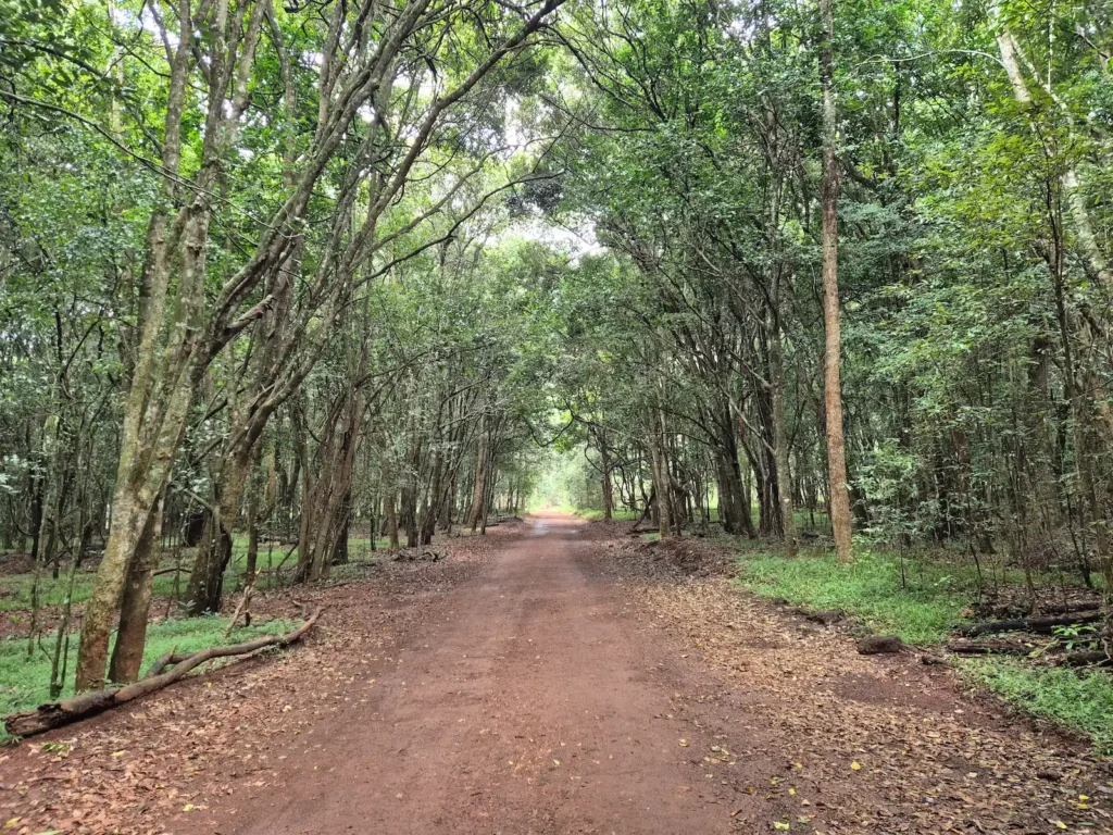 A walking trail in Karura Forest