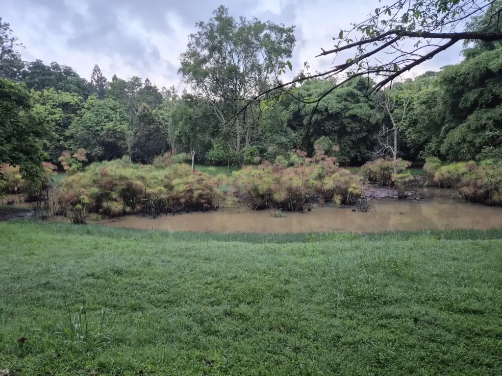 A pond in Karura Forest
