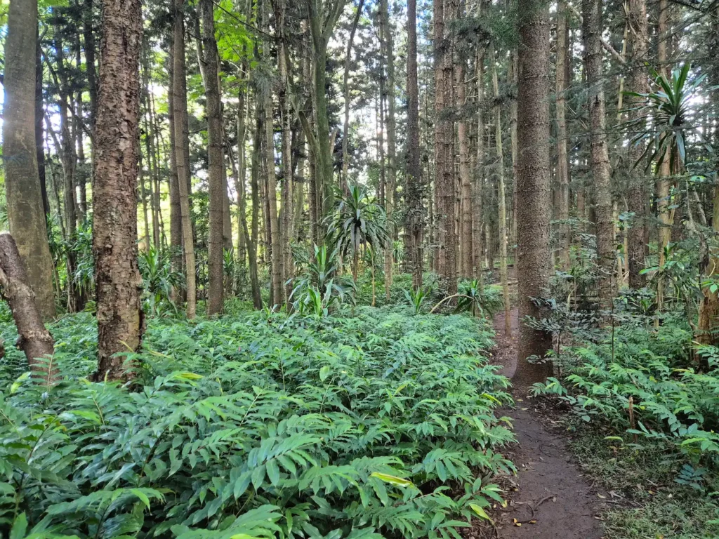 Trees and bush around a track in Karura Forest