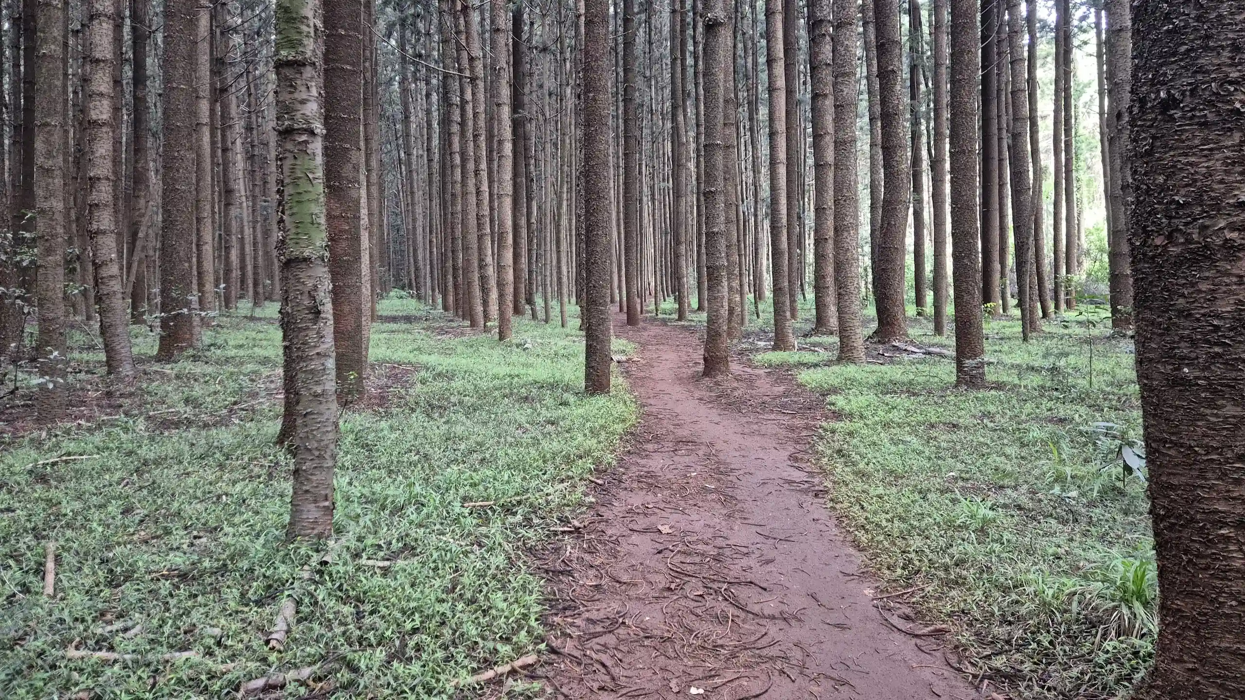 Karura Forest 50 KM Challenge