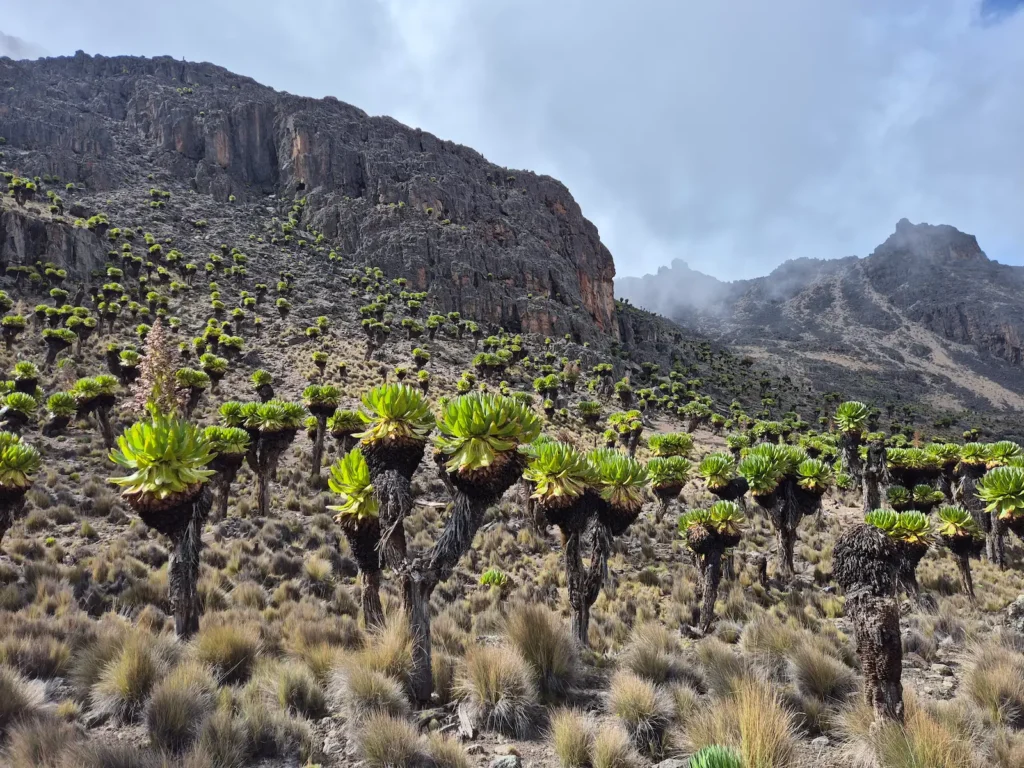 Giant groundsel in Gorges Valley on Mount Kenya