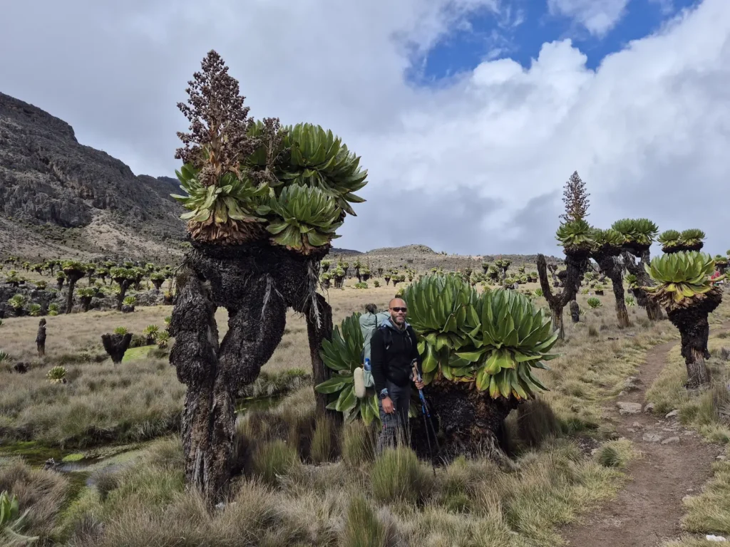 Simon next to giant groundsel in Gorges Valley on Mount Kenya