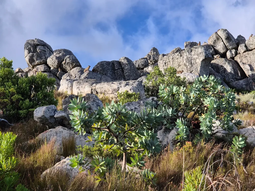 Rocky terrain and bushes, with rock hyraxes visible in the background