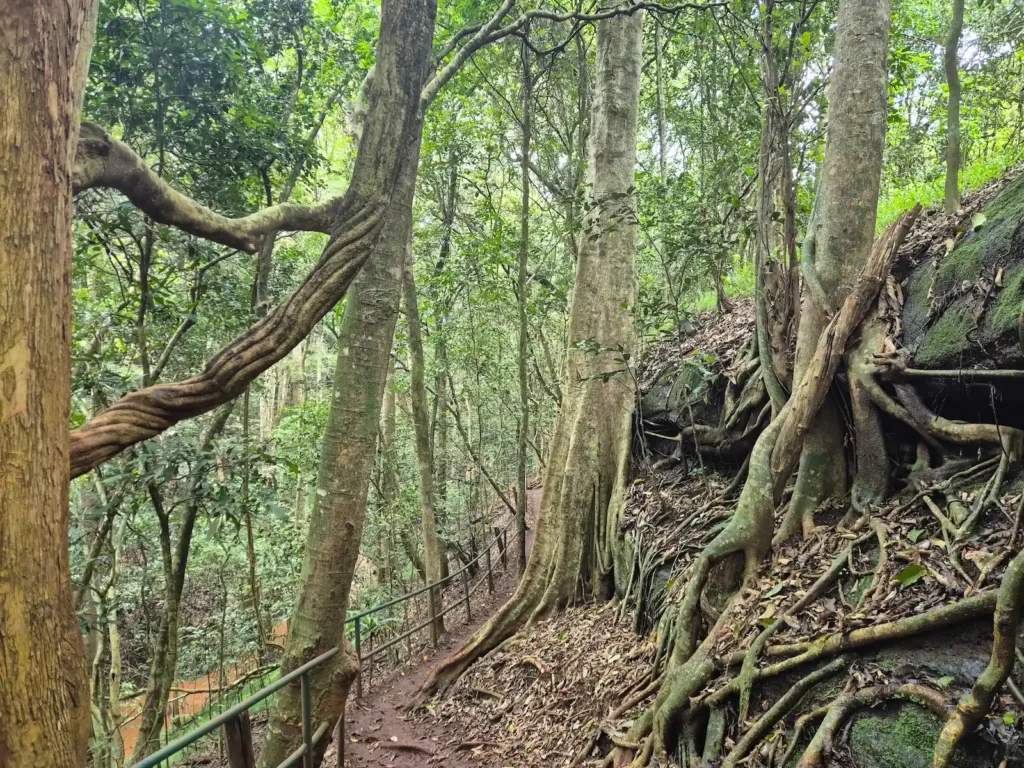 A path on the upper banks of a river in Karura Forest