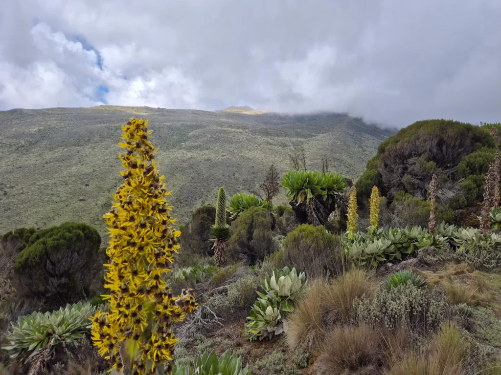Giant lobelia in Mount Kenya's Teleki Valley