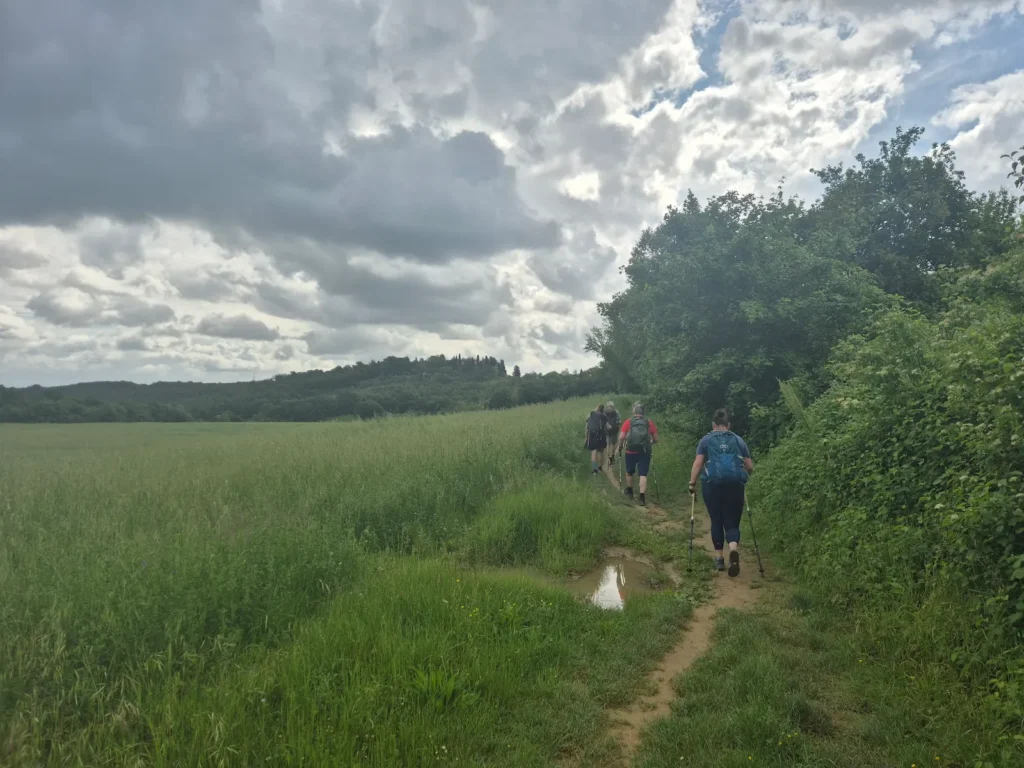 A line of four pilgrim hikers walking through a Tuscan wheat field