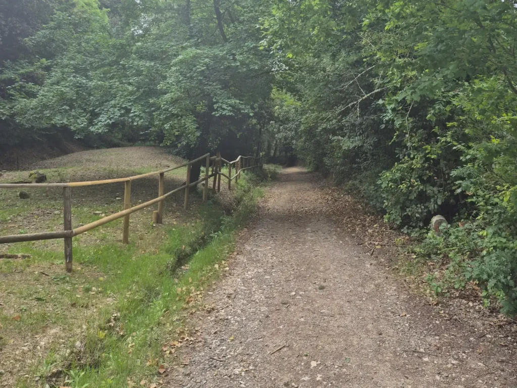 A gravel track in a forest in Tuscany