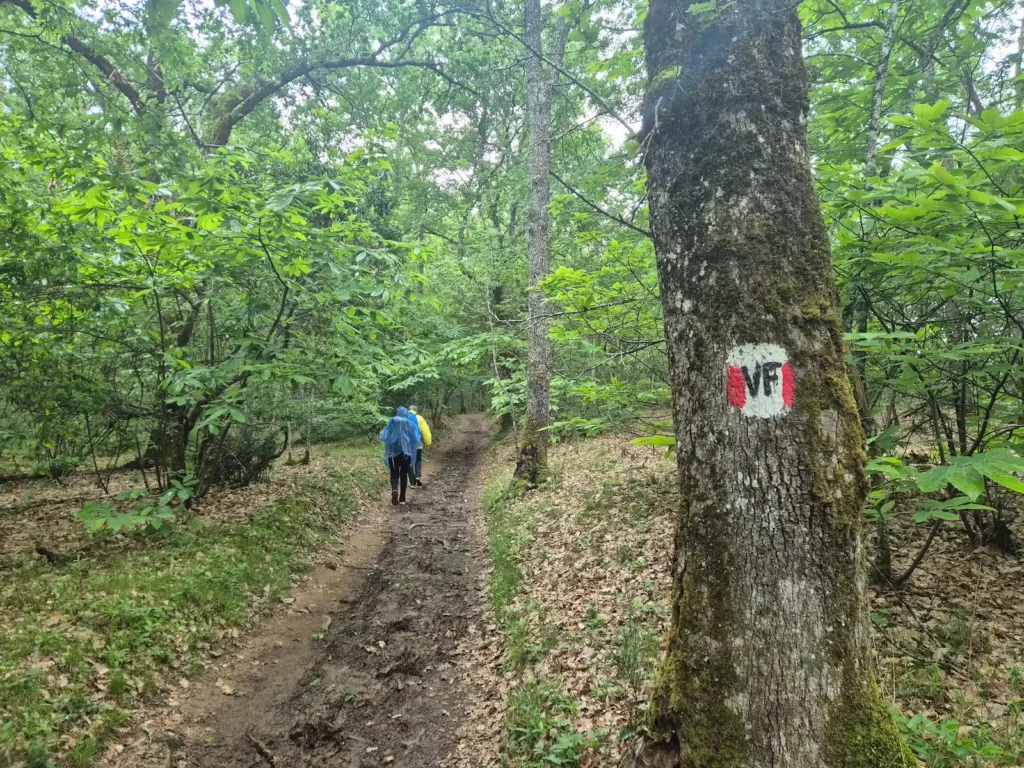 Two hikers on a dirt trail in a forest