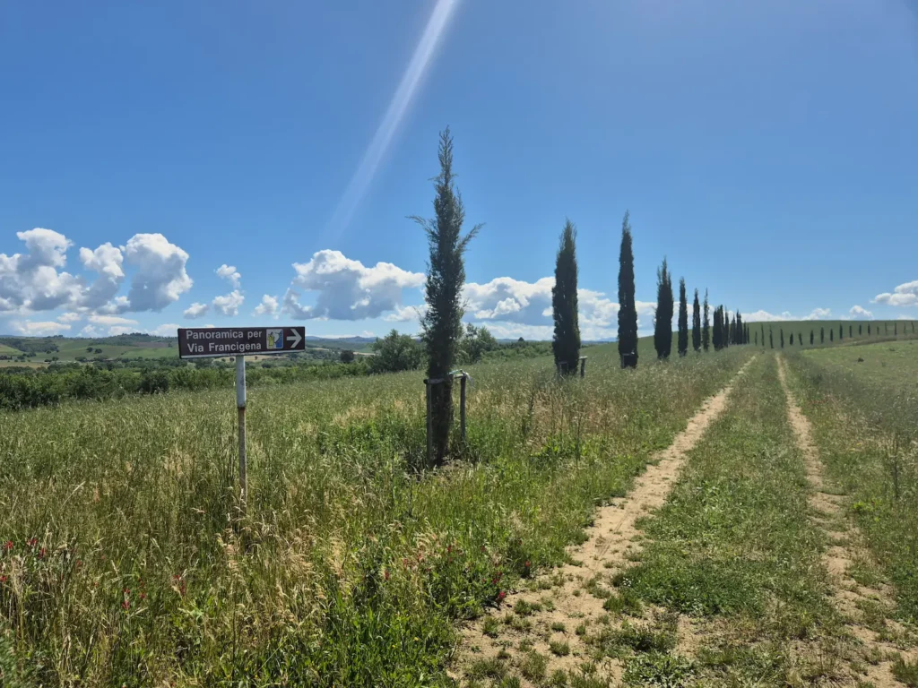 A farm track in wheat field with a long line cypress trees one side