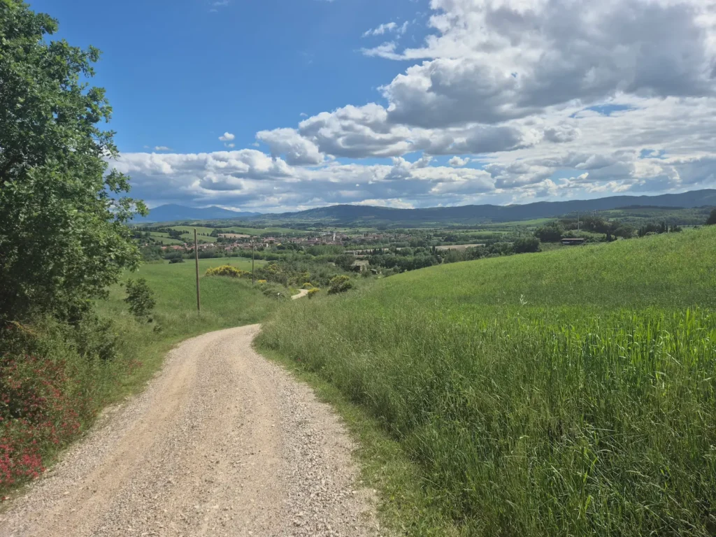 A gravel track through a wheat field approaching Buonconvento, Tuscany