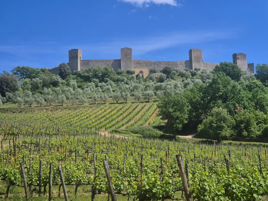 Monteriggioni's wall with grapevines