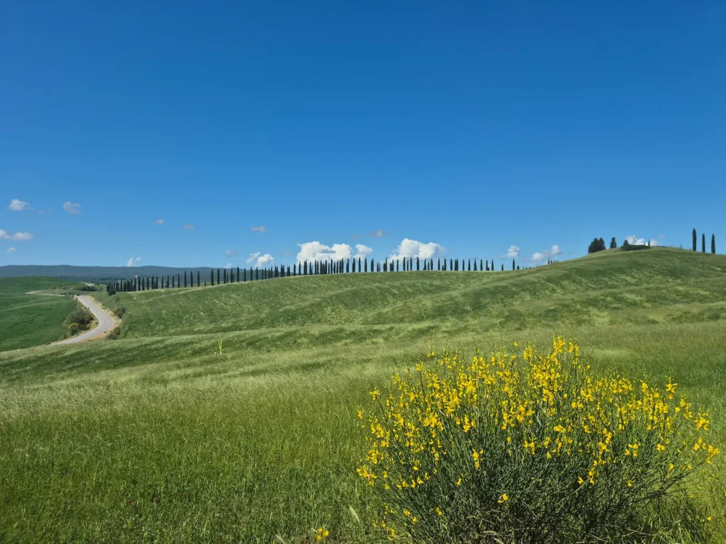 A Tuscan hill with a line of cypress trees and blue skies