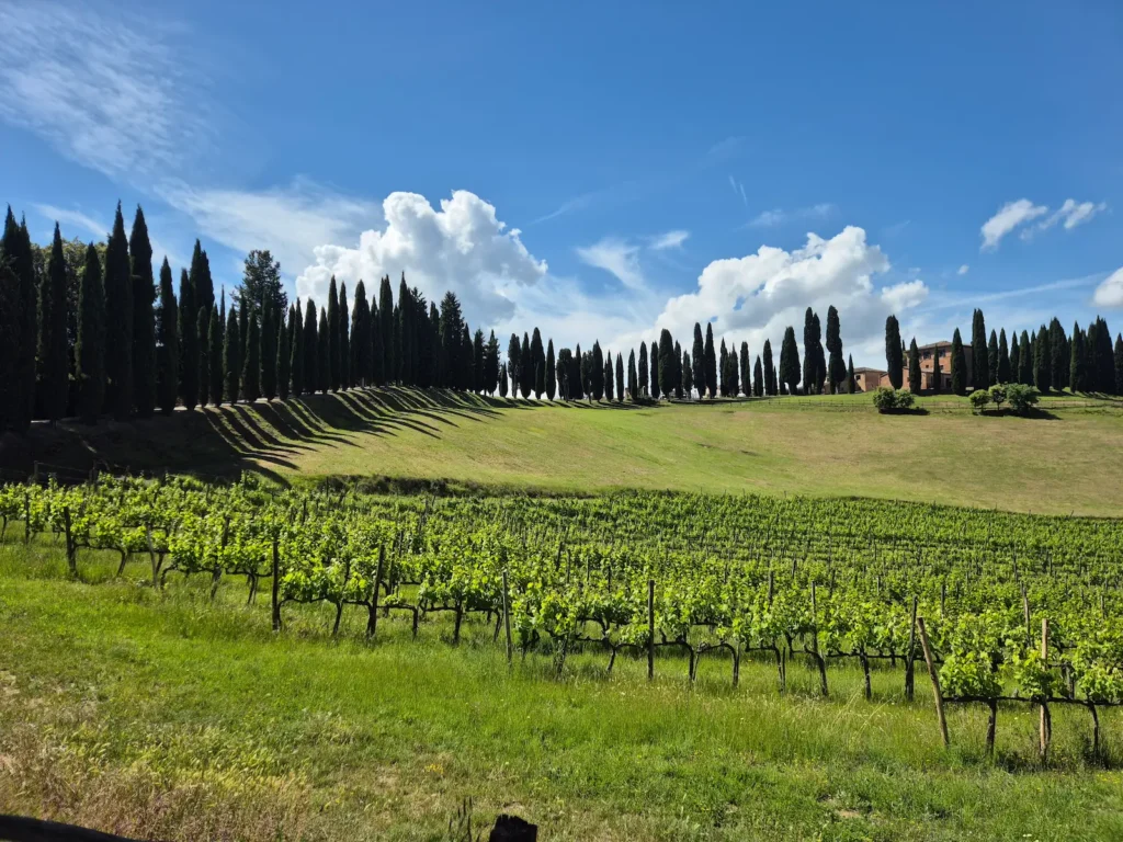 Grapevines and cypress-lined gravel drive leading to a wine estate