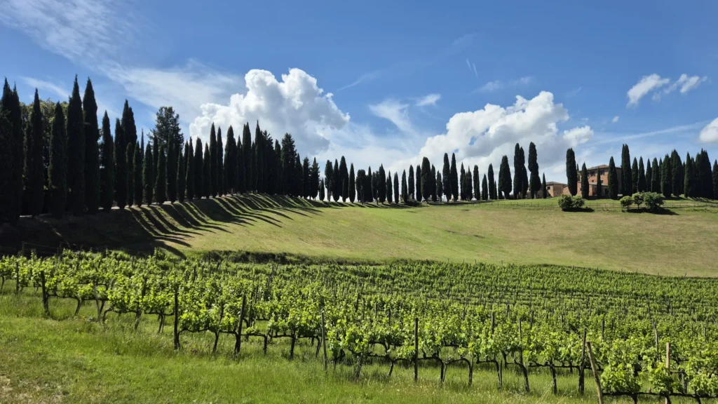Cypress trees along a gravel road leading to a wine estate in Tuscany