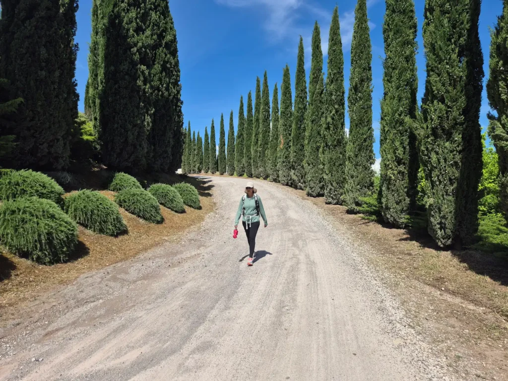 Eve walking along a gravel road lined with cypress trees