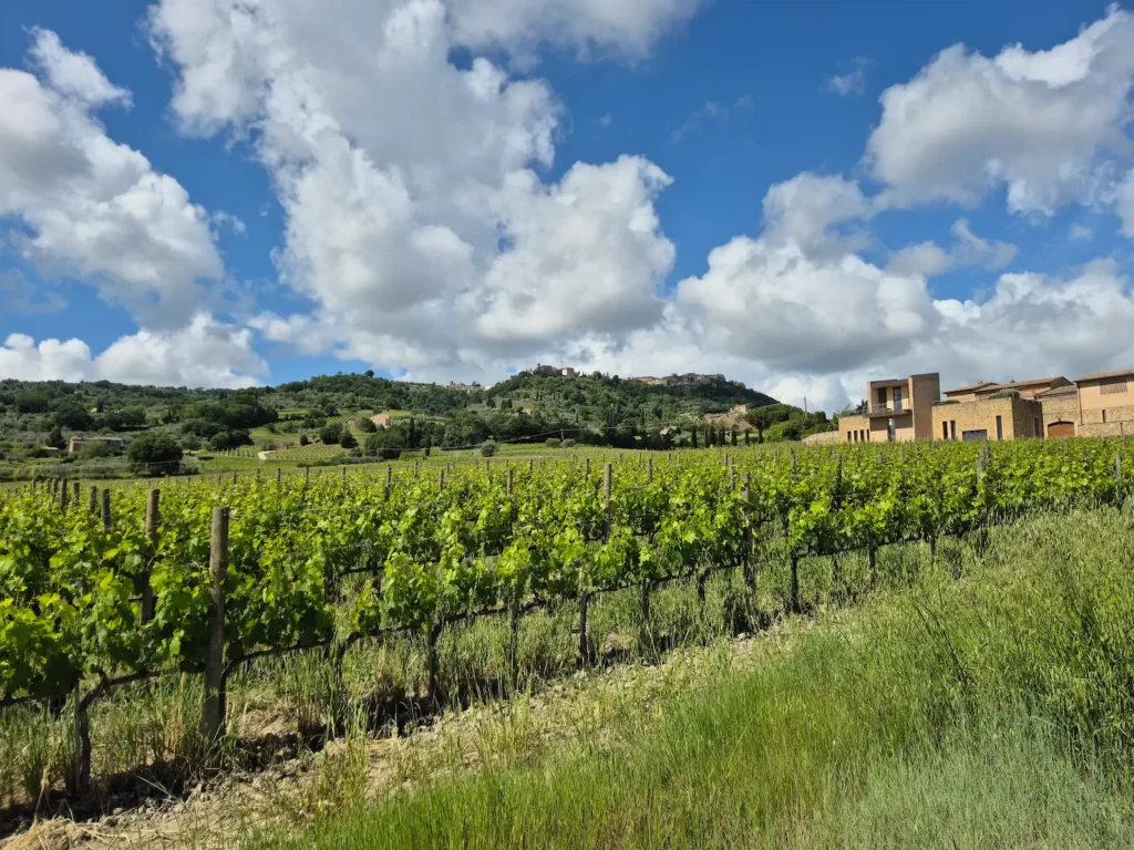 A vineyward and a town perched on a hill