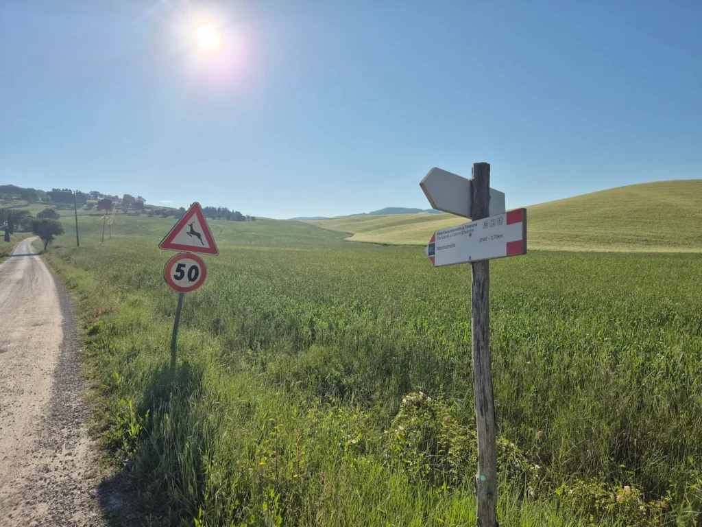 A gravel track through wheat fields