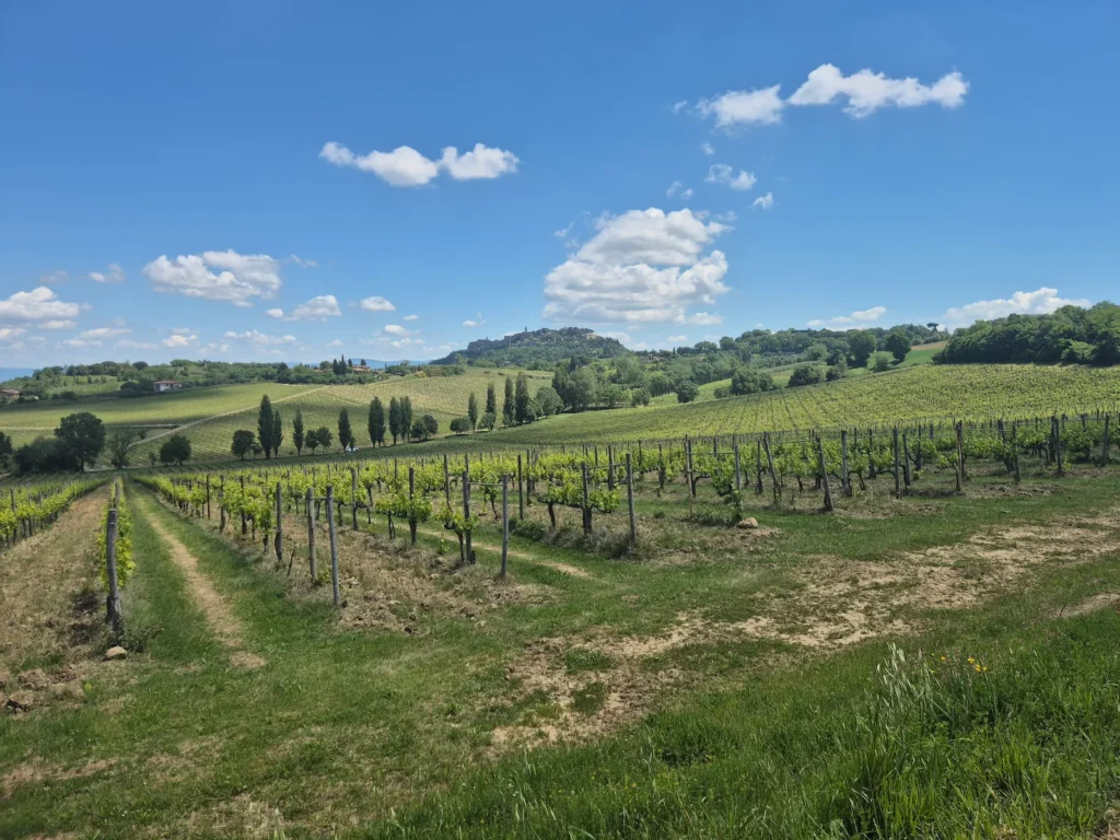 Tuscan landscape of wineywards and rolling hills